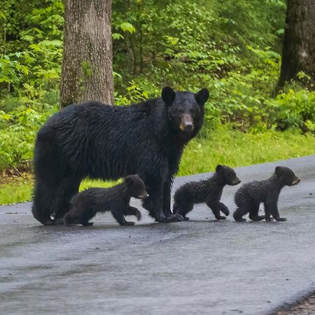 Rest Assured, Wifi, 1089 Free Tickets Each Paid Day, Dollywood And More Pigeon Forge Buitenkant foto